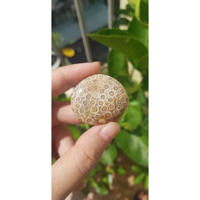 San hô hóa thạch