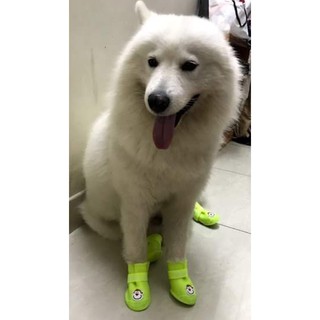 GIÀY CHO CHÓ MÈO ĐI TRỜI MƯA