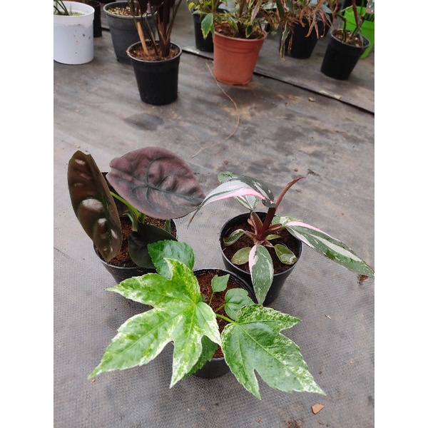 Chậu cứng 3 loại: rồng đỏ, fatsia, công chúa hồng