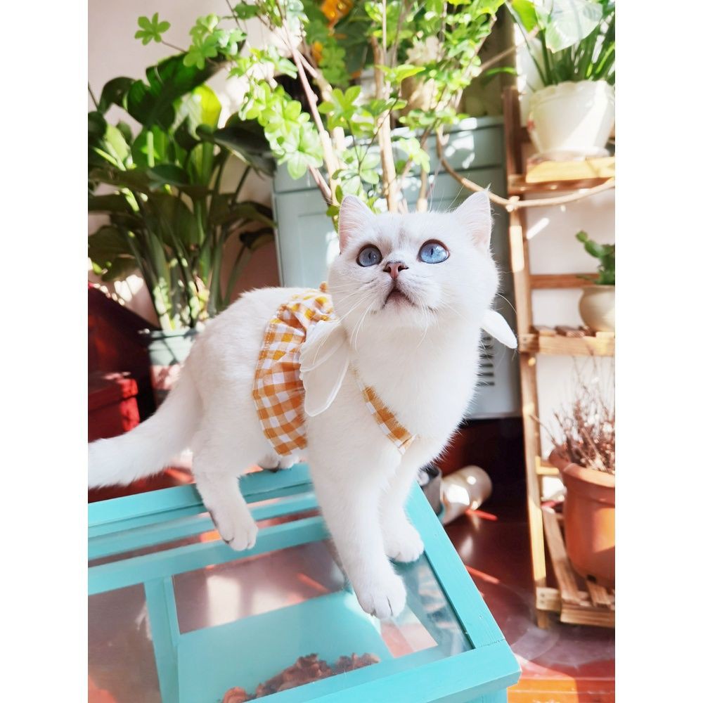Quần áo cho mèo mỏng chống rụng lông con rối xanh vật nuôi váy mùa hè