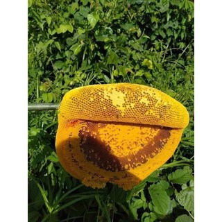 Mật ong hoa cà phê Đaklak