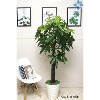 Cây giả - cây kim ngân cao 1,5m decor siêu chảnh