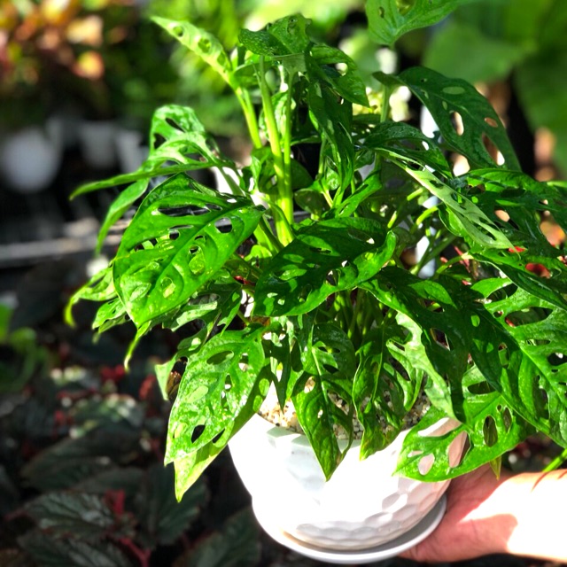 Chậu Sứ Cây Trầu Bà Lỗ