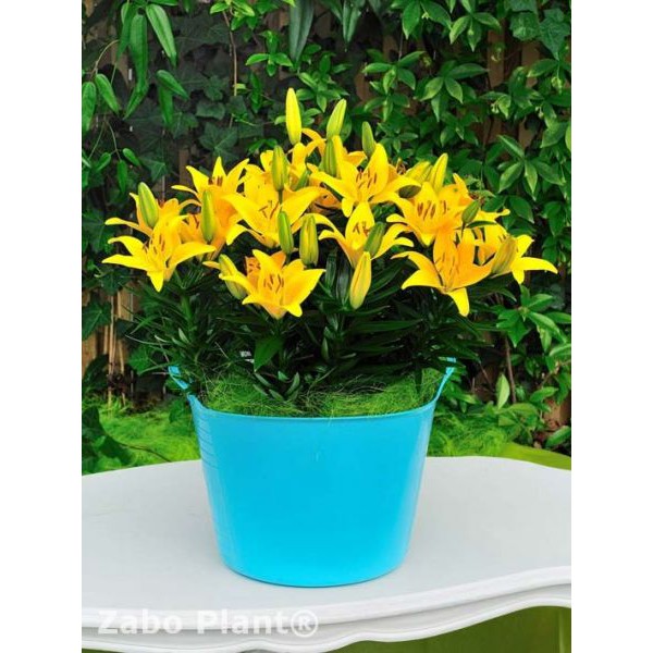 Củ hoa ly thần tài săn tết