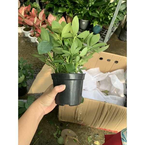 Cây NGŨ GIA BÌ mini để bàn - cây phong thuỷ - dễ chăm sóc