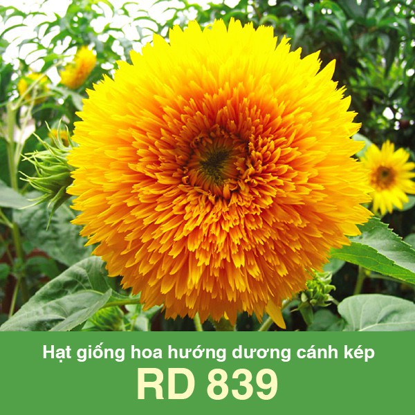 Hạt giống hoa hướng dương cánh kép RD 839 (20 hạt) (Vườn Sài Gòn - Vuon Sai Gon)