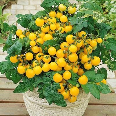 [Seeds] Hạt giống cà chua lùn đỏ/ vàng, đóng gói 0.1gr (khoảng 25 hạt)