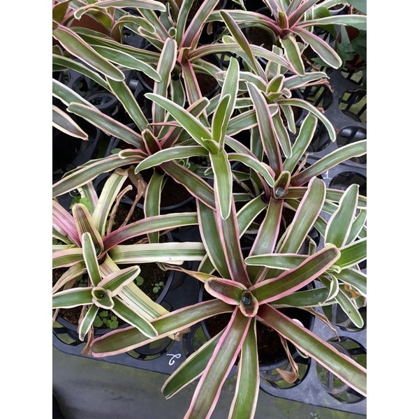 Chậu cứng Dứa Nam Mỹ tuyệt đẹp