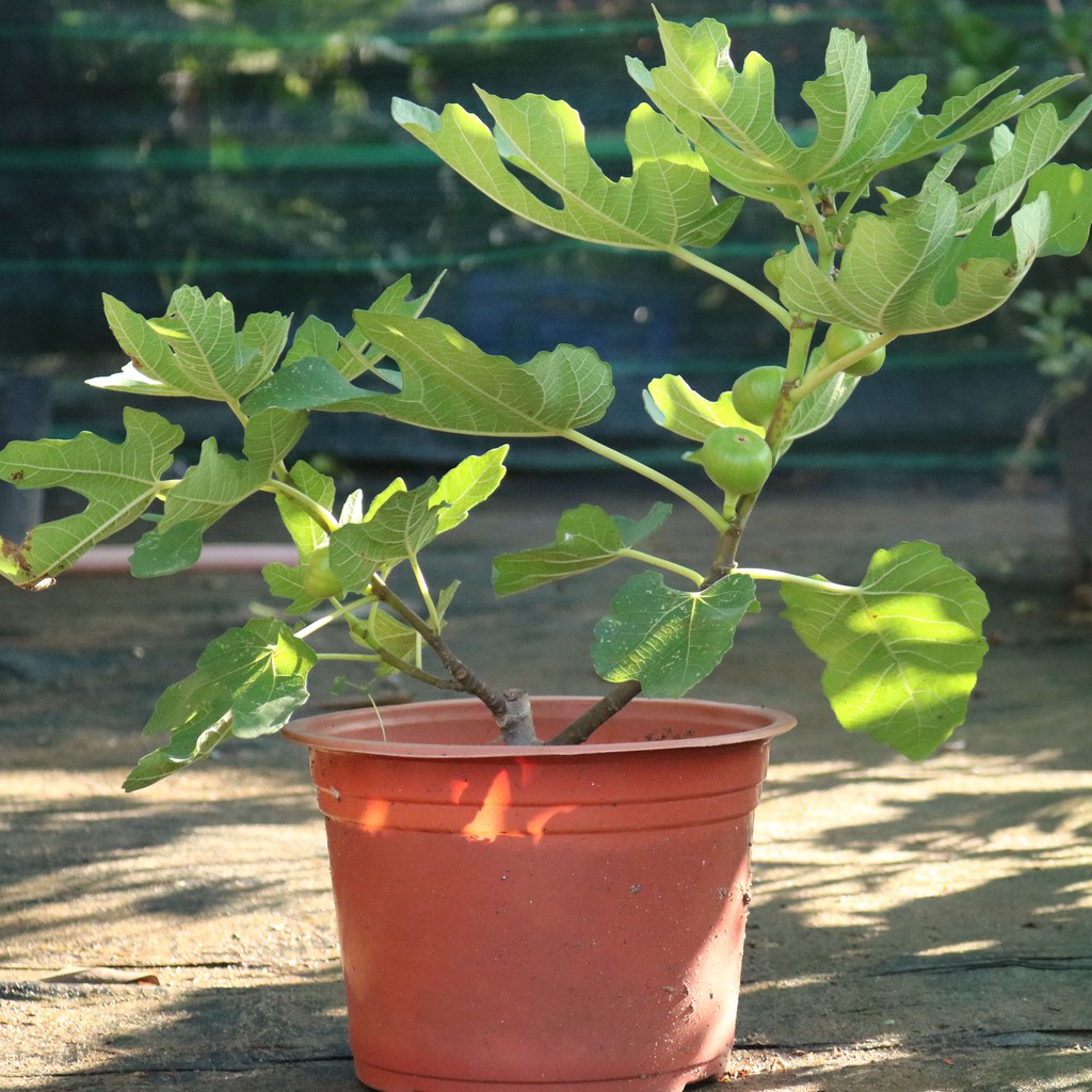 Cây giống sung mỹ Brown Turkey Cali