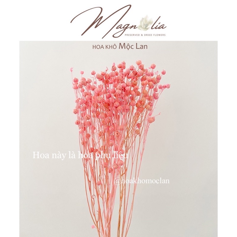 Hoa cỏ khô Flax decor trang trí cắm hoa