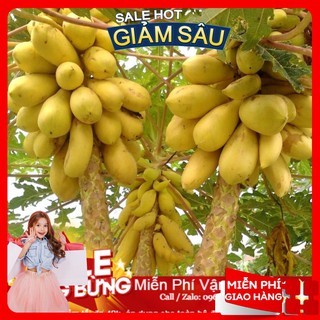 Hạt giống đu đủ da vàng