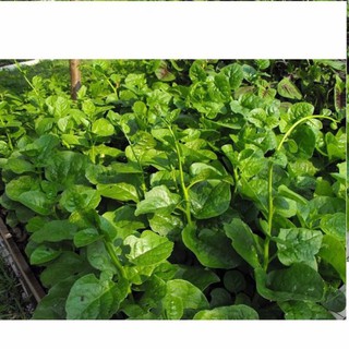 Gói 20g hạt giống rau mồng tơi