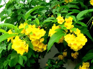 Hoa chuông vàng .