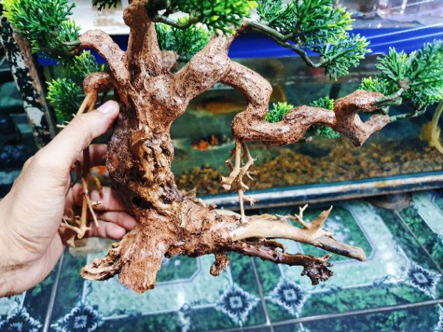 CÂY LỦA BONSAI KHÔ TRANG TRÍ HỒ CÁ NON BỘ 30x13x20cm