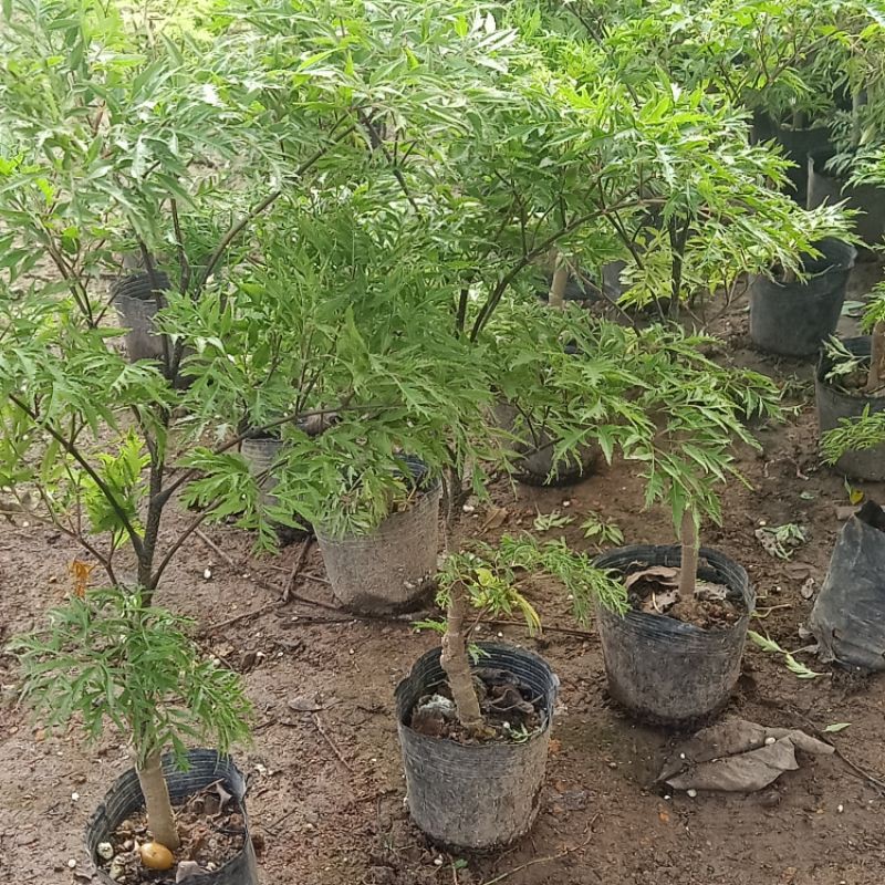 Đinh lăng nếp lá nhỏ cây giống to đẹp