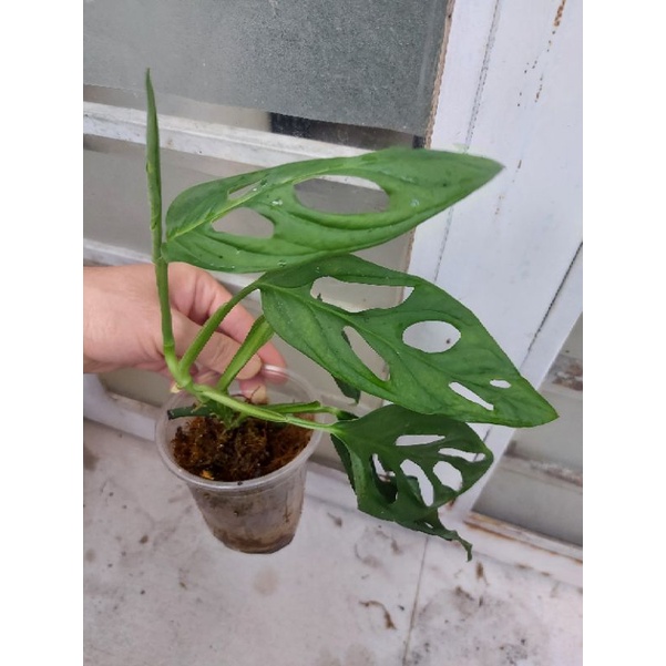 TRẦU BÀ LỖ ADANSONII INDO FORM