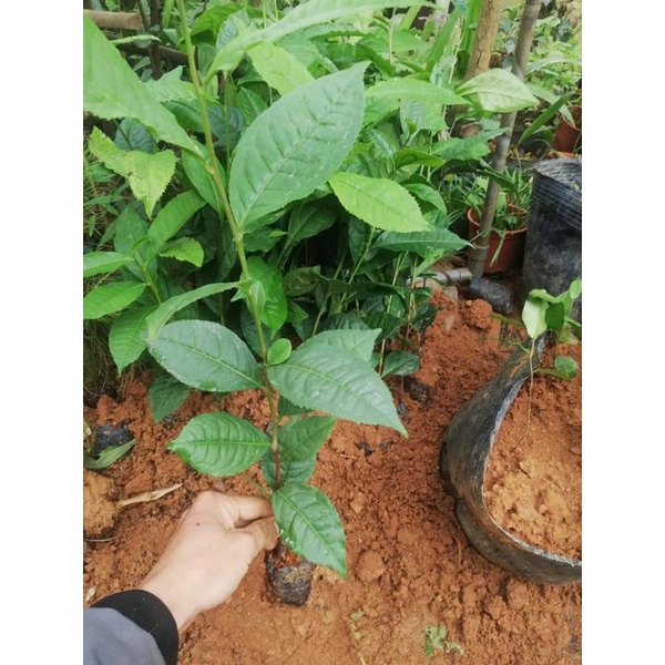 Combo 5 Cây chè shan tuyết