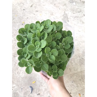 Caykiengsadec Cây nhất mạc hương + tặng phân bón - hoa kiểng lá - trang trí nội thất cảnh quan sân vườn ngoài trời