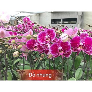Combo 3 cây lan