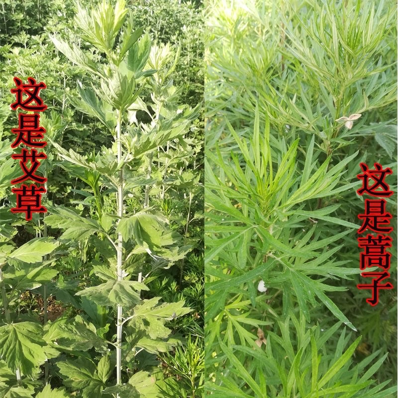 Hoa đuổi muỗi hạt giống cỏ ngải cứu trồng bốn mùa 200h