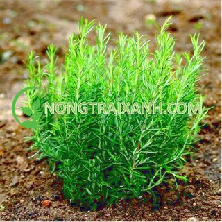 50H - HẠT GIỐNG HƯƠNG THẢO/ ROSEMARY