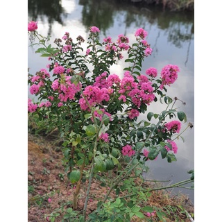 Cây Tường Vi - Cây cảnh sân vườn