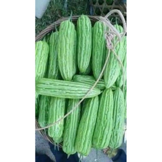 mướp đắng khổng lồ 1gr