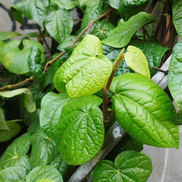Trầu Không - Cây Cảnh