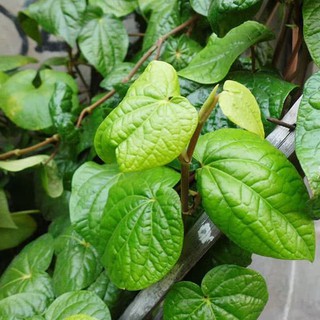 Trầu Không - Cây Cảnh