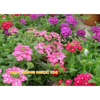 Hạt Giống Hoa Vân Anh (Cúc Indo) - 50 Hạt
