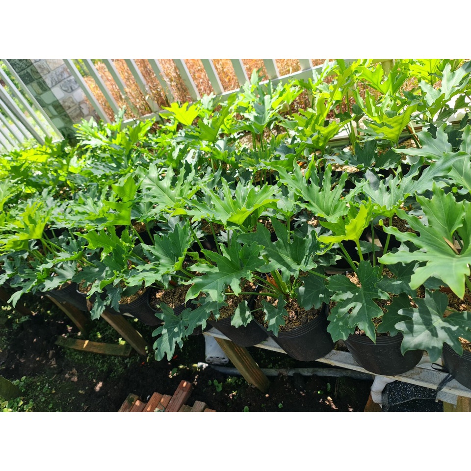 CÂY TRẦU BÀ THANH XUÂN 3 Size, phong thuỷ để bàn mini GIÁ RẺ, lọc không khí, Cây Tươi Nguyên CTN0
