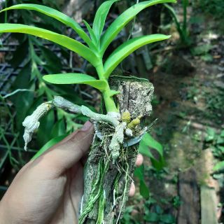 Phong lan trầm hương