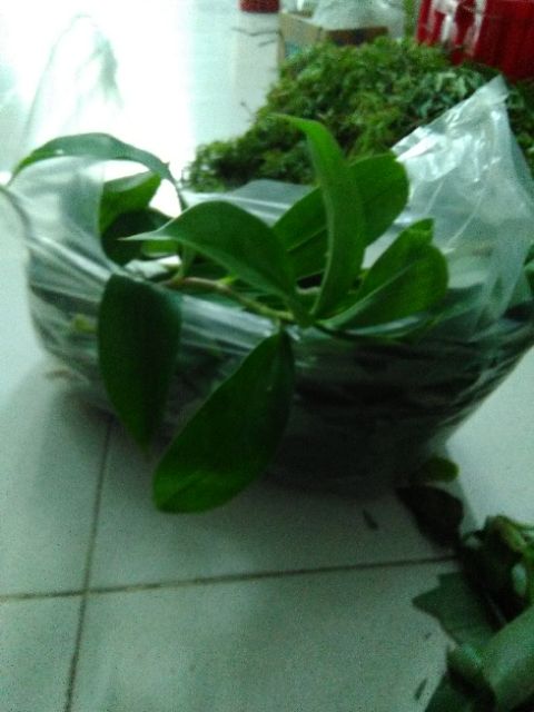Lá xạ đen tươi - gói 1kg