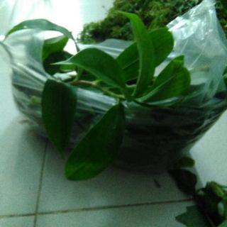 Cây xạ đen tươi - gói 1kg (freeship)