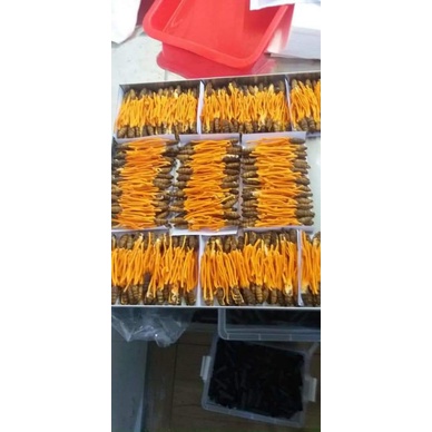 Đông trùng hạ thảo nhộng khô 1 con