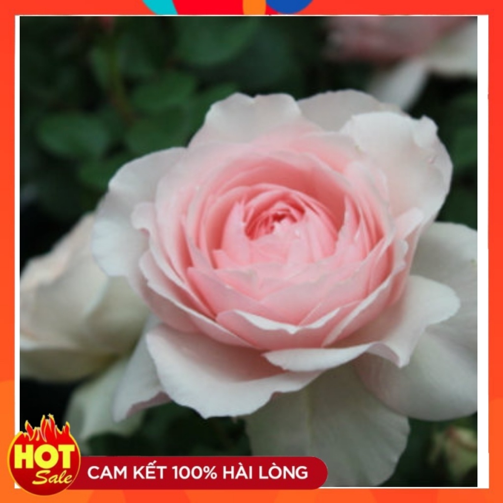 Hoa hồng Misaki Rose [HOA NHẬT SIÊU THƠM]- Nếu bạn muốn chọn một giống hoa khỏe, sai hoa, dễ trồng , hoa màu hồng phấn