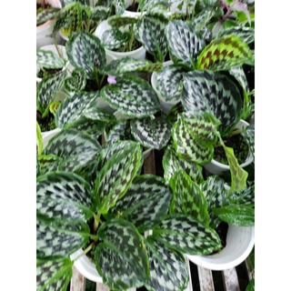 Cây đuôi công calathea Merak