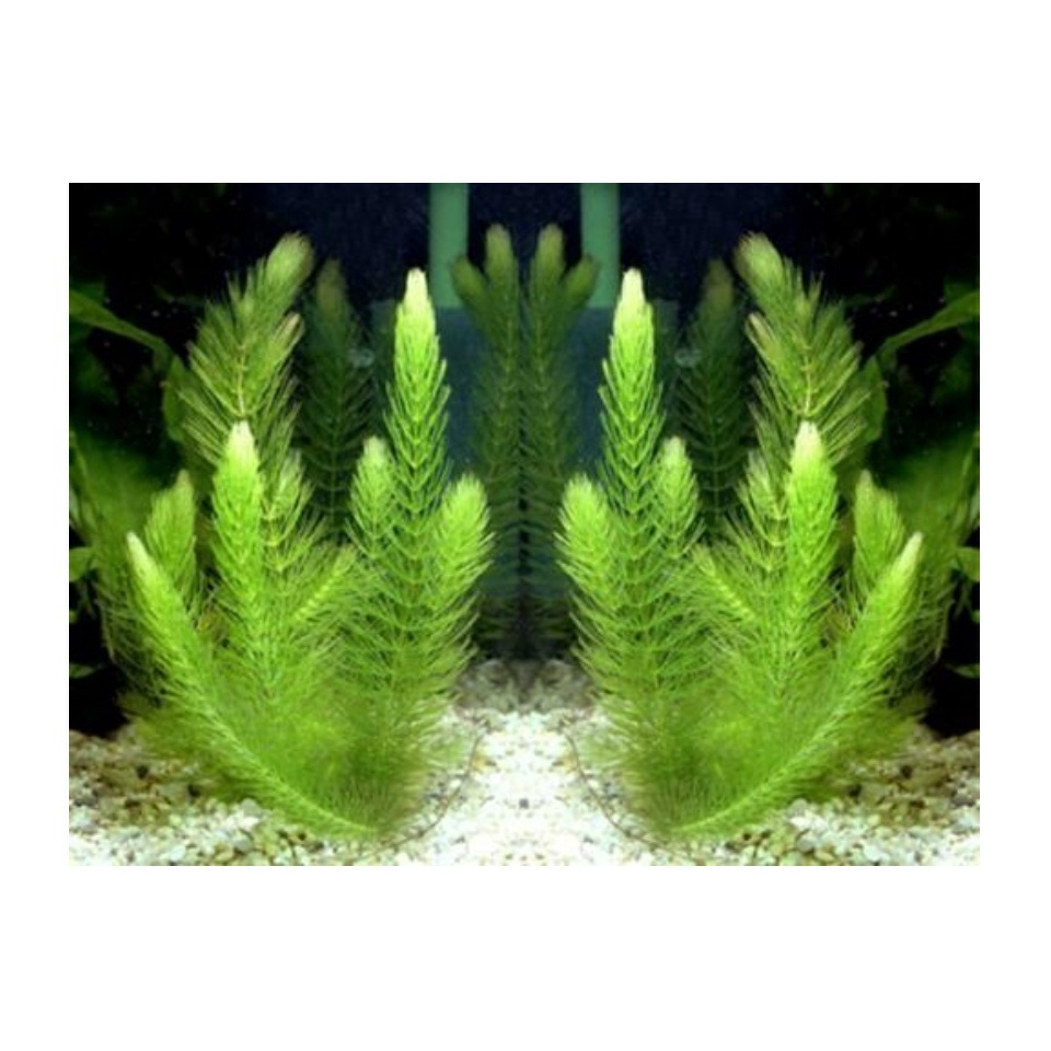 10 Nhánh Rong Đuôi Chồn - Đơn Giản, Dễ Trồng, Dễ Sống Cho Hồ Cá Cảnh