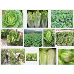 100 hạt giống rau cải thảo