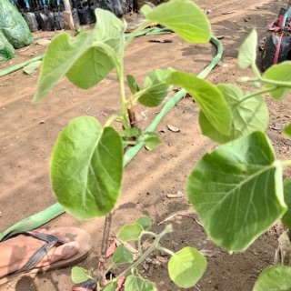 Cây giống kiwi