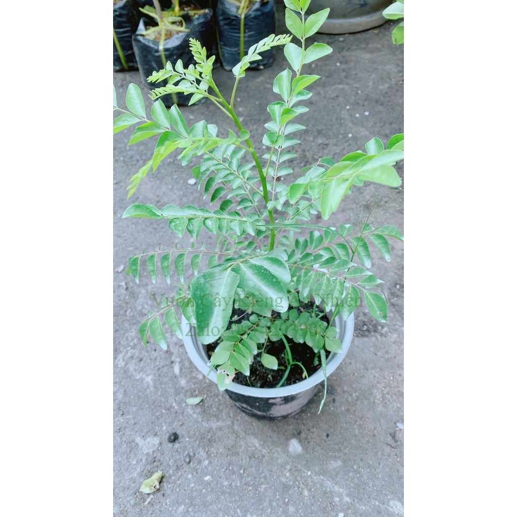 Cây Cari Hàng Khoẻ Đẹp