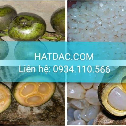 Hạt(Hột) Đác Tươi