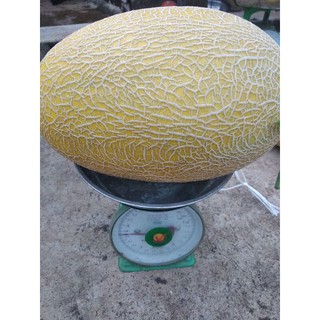 hạt giống dưa lưới hami no4