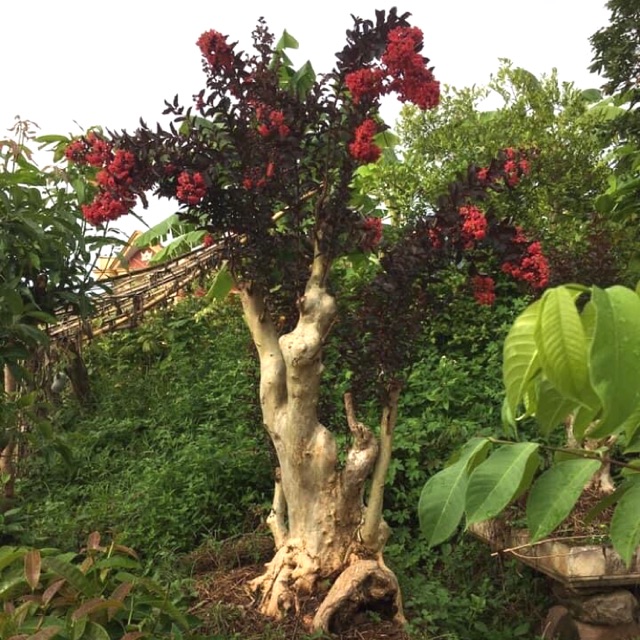 CÂY BẰNG LĂNG GHÉP HOA TƯỜNG VI ĐỎ HUYẾT.