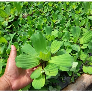 Bèo tai tượng