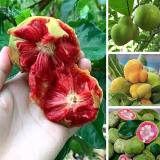 CÂY CHAY RUỘT ĐỎ