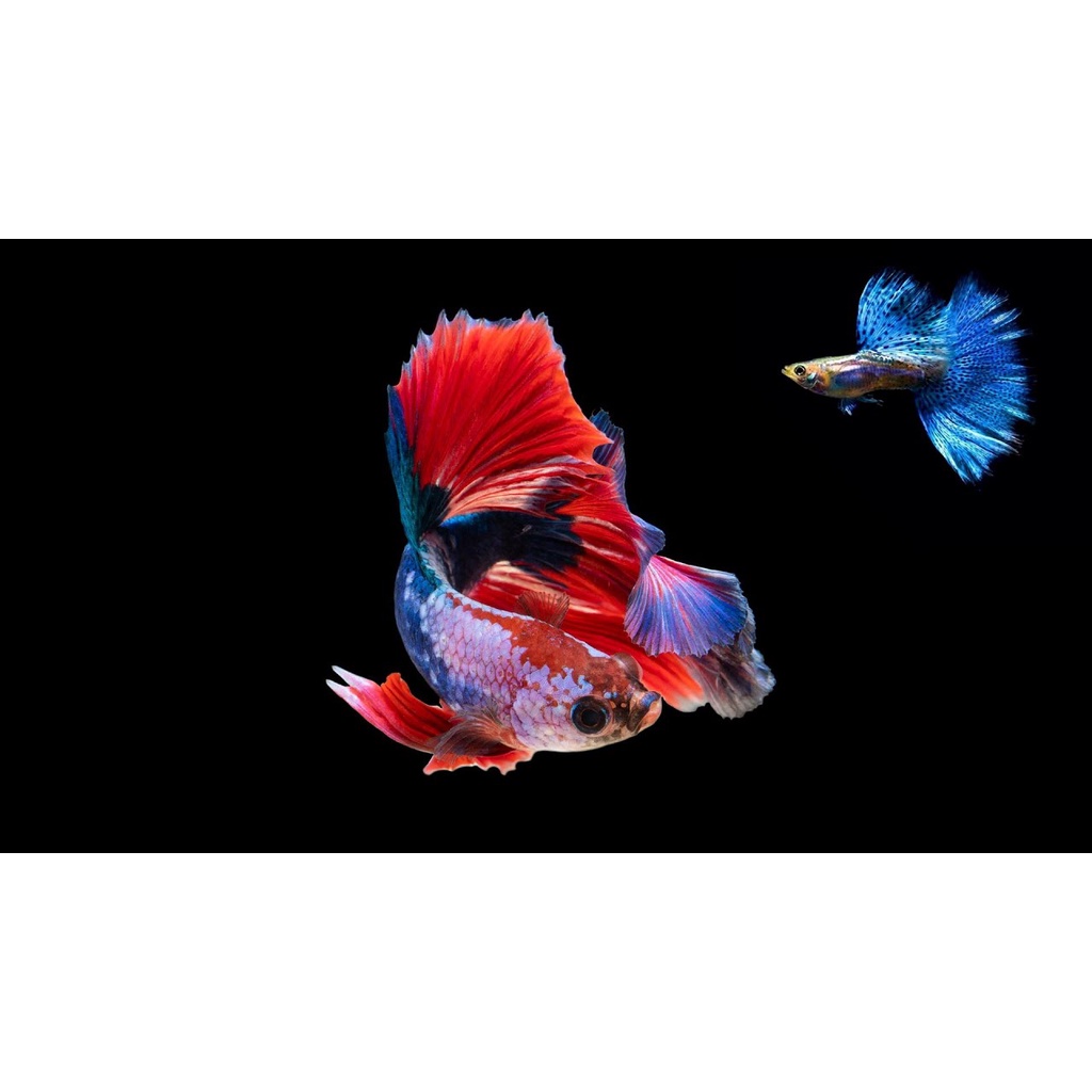 Cám Lá Aquafin Thước Ăn Cho Cá 7 Mầu, Guppy, ... 24g 55g 110g