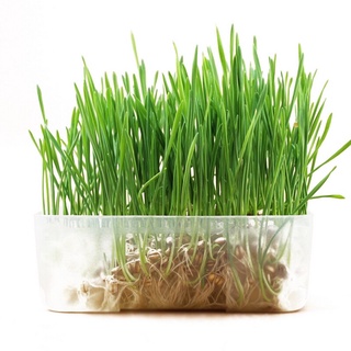 Cỏ mèo tự trồng Cat Grass 30g hạt lúa mạch