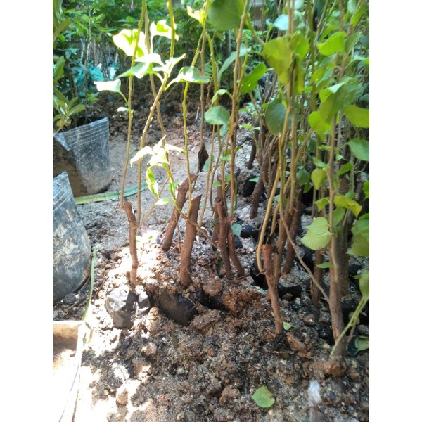CÂY HOA GIẤY NGŨ SẮC ĐẸP