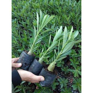 hoa sứ thái kép
